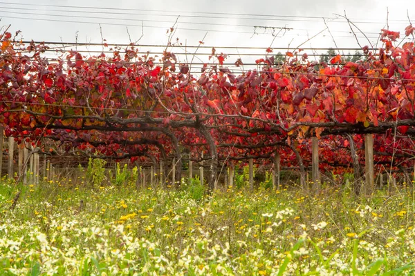 Región Vitivinícola Más Antigua Del Mundo Valle Del Duero Portugal —  Fotos de Stock