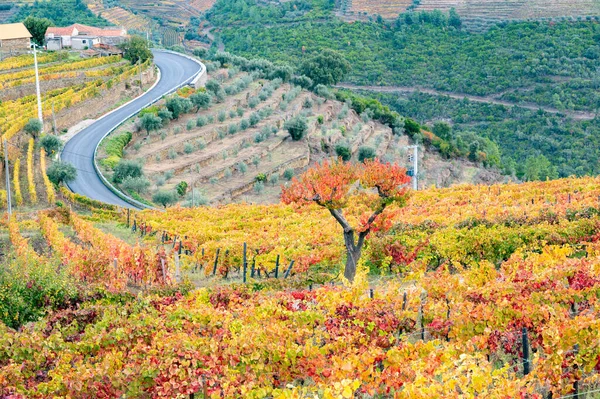 Färgglada Höstlandskap Äldsta Vindistrikt Världen Dourodalen Portugal Olika Druvsorter Som — Stockfoto