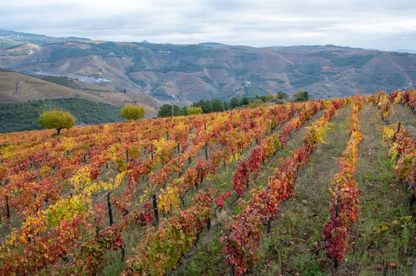 Paisagem Outono Colorida Região Vinícola Mais Antiga Mundo Vale Douro — Fotografia de Stock