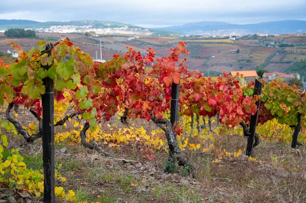 Världens Äldsta Vinregion Dourodalen Portugal Färgglada Mycket Gamla Vinstockar Som — Stockfoto