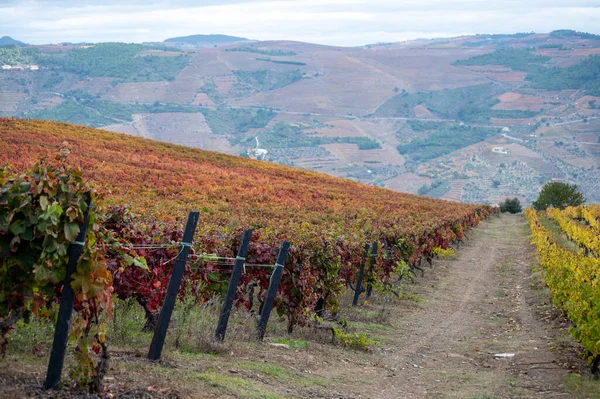 Barevná Podzimní Krajina Nejstarší Vinařské Oblasti Světě Douro Údolí Portugalsku — Stock fotografie