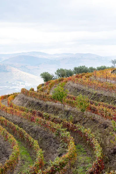 Barevná Podzimní Krajina Nejstarší Vinařské Oblasti Světě Douro Údolí Portugalsku — Stock fotografie