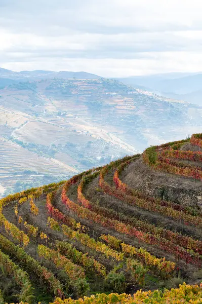 Barevná Podzimní Krajina Nejstarší Vinařské Oblasti Světě Douro Údolí Portugalsku — Stock fotografie