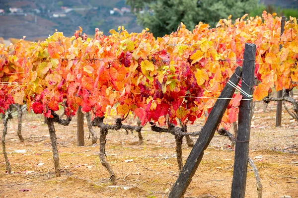 世界で最も古いワイン地域ポルトガルのドゥオーバレー 秋に段々畑のブドウ畑で栽培されるカラフルな非常に古いブドウ畑 ポートワインの生産 — ストック写真
