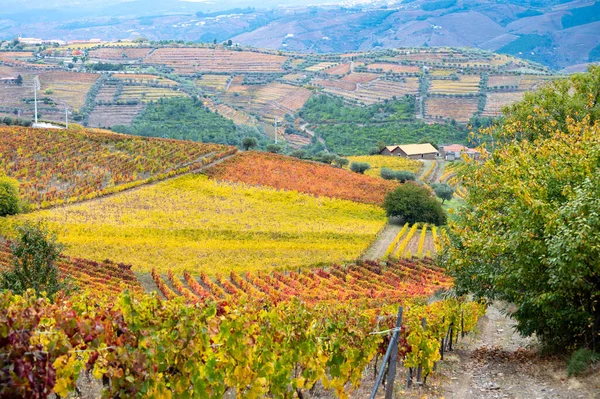 Portekiz 'deki Douro Vadisi' nde dünyanın en eski şarap bölgesinin renkli sonbahar manzarası, teraslı üzüm bağlarında yetişen farklı üzüm bağları, kırmızı, beyaz, yakut ve tawny porto şarabı üretimi.
