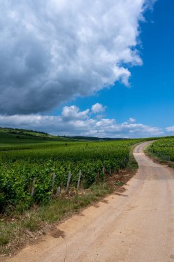 Cote de nuits 'deki Pinot noir üzüm bitkileriyle birlikte yeşil büyük cru ve başlıca cru üzüm bağları, Doğu Fransa' nın Burgundy bölgesinde ünlü kırmızı ve beyaz Burgundy şarabı üretiyorlar..