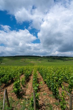 Cote de nuits 'deki Pinot noir üzüm bitkileriyle birlikte yeşil büyük cru ve başlıca cru üzüm bağları, Doğu Fransa' nın Burgundy bölgesinde ünlü kırmızı ve beyaz Burgundy şarabı üretiyorlar..
