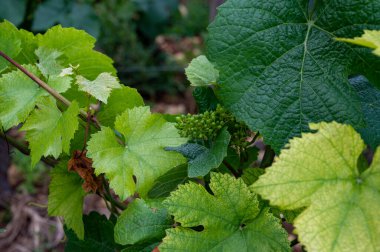 Fransa 'nın Burgundy bölgesinde kırmızı ve beyaz Burgundy şarabı üreten, Cote de nuits' deki Pinot noir üzüm bitkileriyle dolu, Grand Cru ve başlıca cru üzüm bağlarında yeşil üzümler..