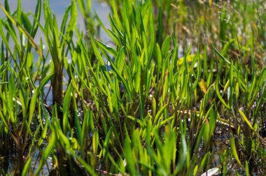 Botanik koleksiyonu, yenilebilir deniz paskalya bitkisi, yazın Tripolium pannonicum, tuzlu bataklıklarda yetişiyor.