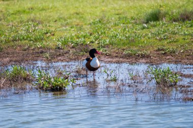 Hollanda 'nın Zeeland kentindeki kuşların korunması için Kuzey Denizi boyunca uzanan doğa koruma alanındaki gözlem noktasından görüntüyü al