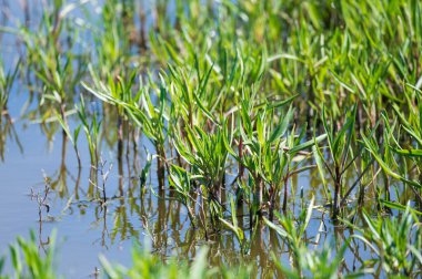 Botanik koleksiyonu, yenilebilir deniz paskalya bitkisi, yazın Tripolium pannonicum, tuzlu bataklıklarda yetişiyor.