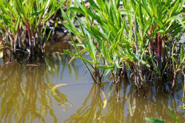 Botanik koleksiyonu, yenilebilir deniz paskalya bitkisi, yazın Tripolium pannonicum, tuzlu bataklıklarda yetişiyor.
