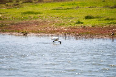 Kuş koleksiyonu, Hollanda, Zeeland 'de doğa koruma lagünü üzerinde yürüyen beyaz kaşık gagası.