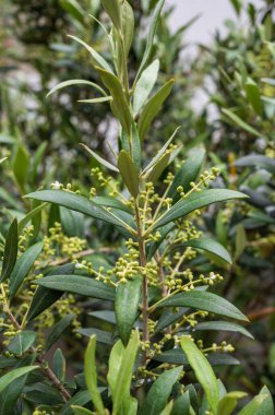 İlkbaharda yemyeşil zeytin ağacı filizlenir.