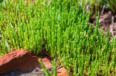 Botanik koleksiyonu, taze, yenilebilir deniz sulu bitki, Salicornia veya deniz gözlüğü otu, tuzlu bataklıklarda yetişiyor.