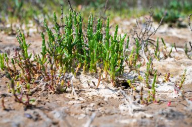 Botanik koleksiyonu, taze, yenilebilir deniz sulu bitki, Salicornia veya deniz gözlüğü otu, tuzlu bataklıklarda yetişiyor.