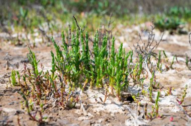 Botanik koleksiyonu, taze, yenilebilir deniz sulu bitki, Salicornia veya deniz gözlüğü otu, tuzlu bataklıklarda yetişiyor.