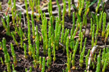 Botanik koleksiyonu, taze, yenilebilir deniz sulu bitki, Salicornia veya deniz gözlüğü otu, tuzlu bataklıklarda yetişiyor.