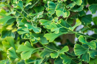 Botanik koleksiyonu, genç yeşil sazlıklar tıbbi bitki ginkgo biloba yakın çekim