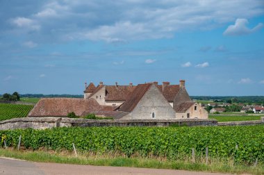 Cote de nuits 'deki Pinot noir üzüm bitkileriyle birlikte yeşil büyük cru ve başlıca cru üzüm bağları, Doğu Fransa' nın Burgundy bölgesinde ünlü kırmızı ve beyaz Burgundy şarabı üretiyorlar..