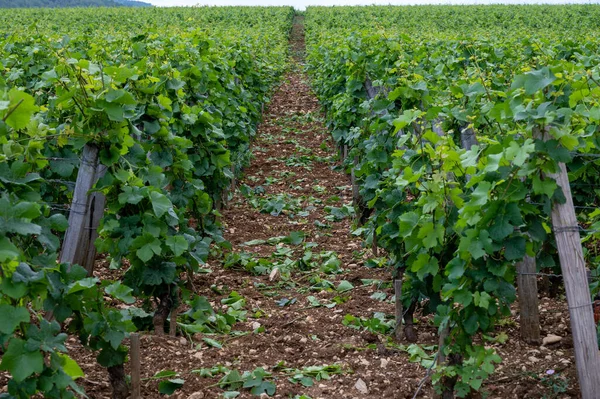 Zelená Grand Cru Premier Cru Vinice Řadami Pinot Noir Vinných — Stock fotografie