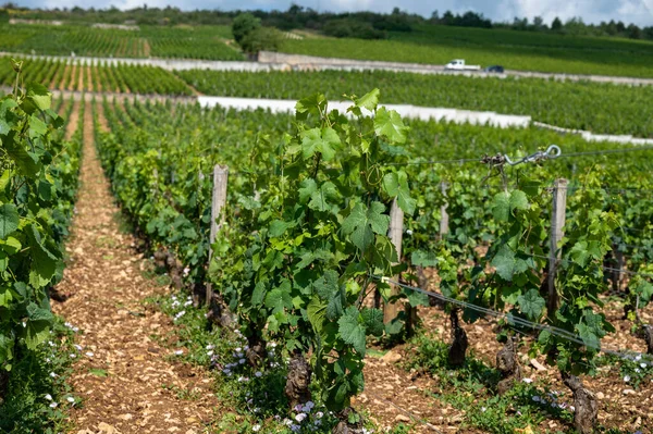 Zelená Grand Cru Premier Cru Vinice Řadami Pinot Noir Vinných — Stock fotografie