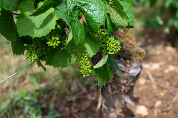 Uvas Verdes Jovens Grandes Cru Vinhas Cru Premier Com Fileiras — Fotografia de Stock