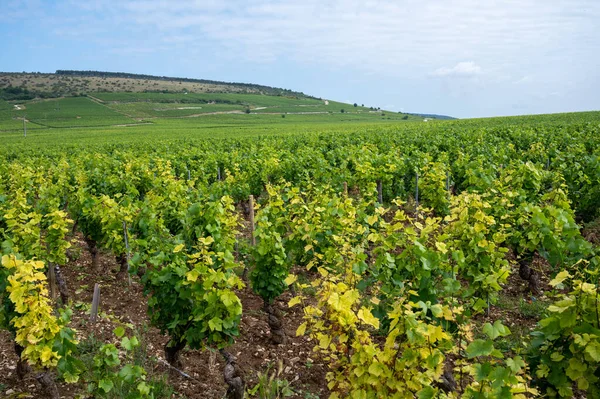 Grão Cru Verde Vinhedos Cru Premier Com Fileiras Plantas Uvas — Fotografia de Stock