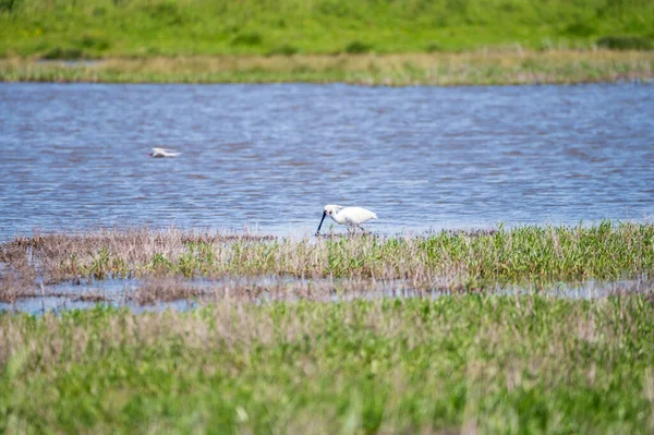 Kolekcja Ptaków Biały Łyżka Zwyczajna Spaceru Rezerwacie Przyrody Laguny Zeeland — Zdjęcie stockowe