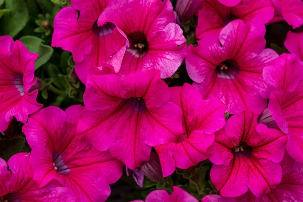 Bunte Sommerblumen Blühen Garten Oder Auf Der Terrasse Aus Nächster — Stockfoto