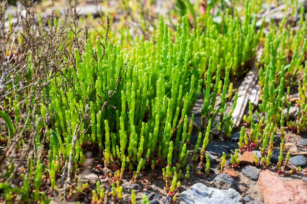 Collection Botanique Jeune Plante Succulente Mer Comestible Verte Salicorne Mauvaise — Photo