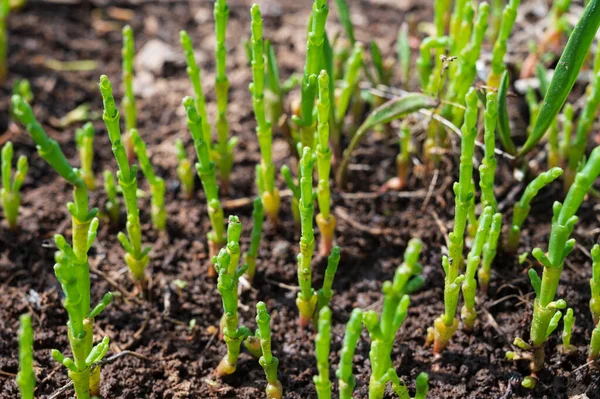 Coleção Botânica Planta Jovem Comestível Verde Suculenta Mar Salicornia Erva — Fotografia de Stock