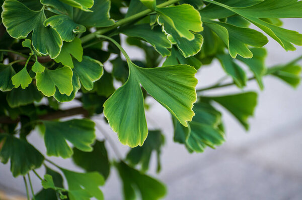 Ботанический сбор, молодые зеленые eavres лекарственного растения гинкго билоба крупным планом