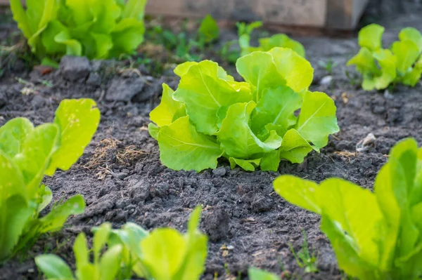 Ökolandbau Den Niederlanden Plantagen Mit Jungen Salatpflanzen Gesunde Biolebensmittel Aus — Stockfoto