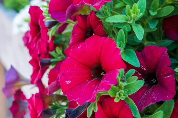 Цветущие Летние Цветы Расцветают Саду Открытом Патио Вблизи — стоковое фото