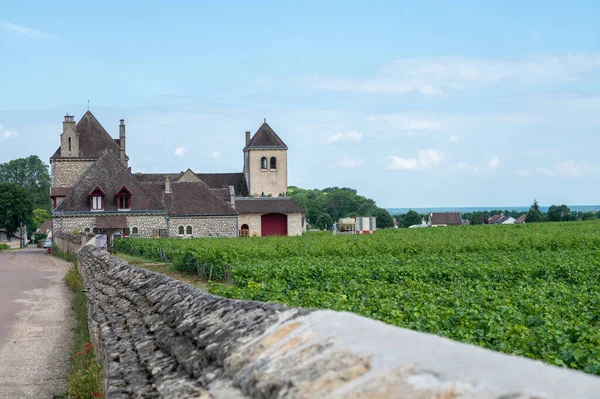 Groene Ommuurde Grand Cru Premier Cru Wijngaarden Met Rijen Pinot — Stockfoto