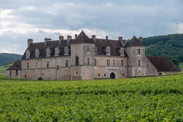 Grüne Grand Cru Und Premier Cru Weinberge Mit Reihen Von — Stockfoto