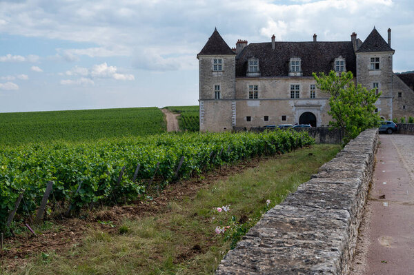 Green walled grand cru and premier cru vineyards with rooms of pinot noir grapes in Cote de nuits, making of famous red and white Burgundy wine in Burgundy region of eastern France.