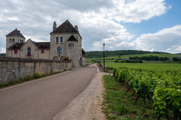 Зеленые гран-кру и первоклассные виноградники кру с рядами винограда пино нуар в Кот-де-Жанейро, производство знаменитого красного и белого вина Бургунди в регионе Бургунди на востоке Франции.
