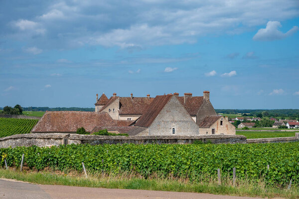 Зеленые гран-кру и первоклассные виноградники кру с рядами винограда пино нуар в Кот-де-Жанейро, производство знаменитого красного и белого вина Бургунди в регионе Бургунди на востоке Франции.