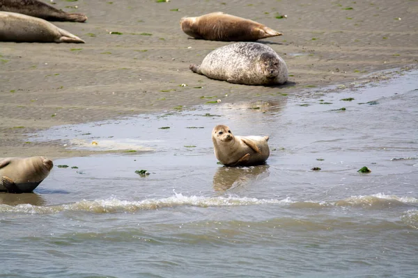 Tiersammlung Eine Gruppe Großer Seehunde Ruht Während Der Ebbe Sandstrand — Stockfoto