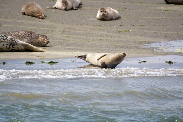 Tiersammlung Eine Gruppe Großer Seehunde Ruht Während Der Ebbe Sandstrand — Stockfoto