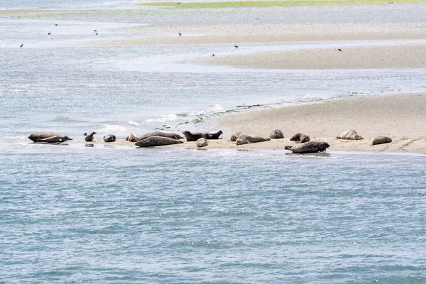Zvířecí Sbírka Skupina Velkých Mořských Tuleňů Odpočívajících Písečné Pláži Během — Stock fotografie