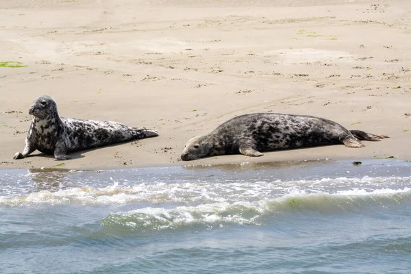 Recolha Animais Grupo Focas Marinhas Que Descansam Praia Areia Durante — Fotografia de Stock