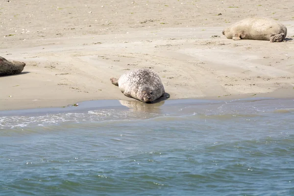 Collecte Animaux Groupe Grands Phoques Mer Reposant Sur Une Plage — Photo