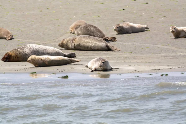 Hayvan Koleksiyonu Oosterschelde Zeeland Hollanda Alçak Gelgit Sırasında Kumlu Sahilde — Stok fotoğraf