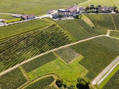 Fransa 'nın Epernay yakınlarındaki yeşil üzüm bağlarının hava manzarası yazın tebeşir topraklarında büyüyen beyaz şarap üzümleri.