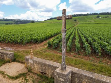 Aerian view on walled green grand cru and premier cru vineyards with rows of pinot noir grapes plants in Cote de nuits, making of famous red and white Burgundy wine in Burgundy region of eastern France. clipart