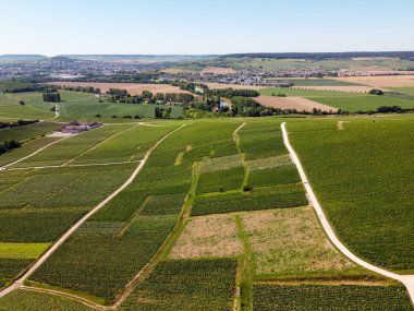 Fransa 'nın Epernay yakınlarındaki yeşil üzüm bağlarının hava manzarası yazın tebeşir topraklarında büyüyen beyaz şarap üzümleri.
