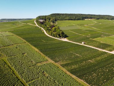 Fransa 'nın Epernay yakınlarındaki yeşil üzüm bağlarının hava manzarası yazın tebeşir topraklarında büyüyen beyaz şarap üzümleri.